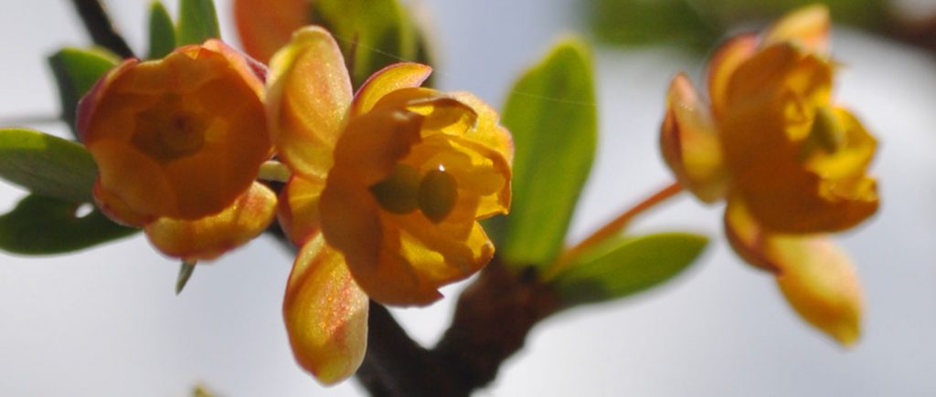 Biodiversity in Patagonia: A Natural Paradise to Discover 6 flor calafate