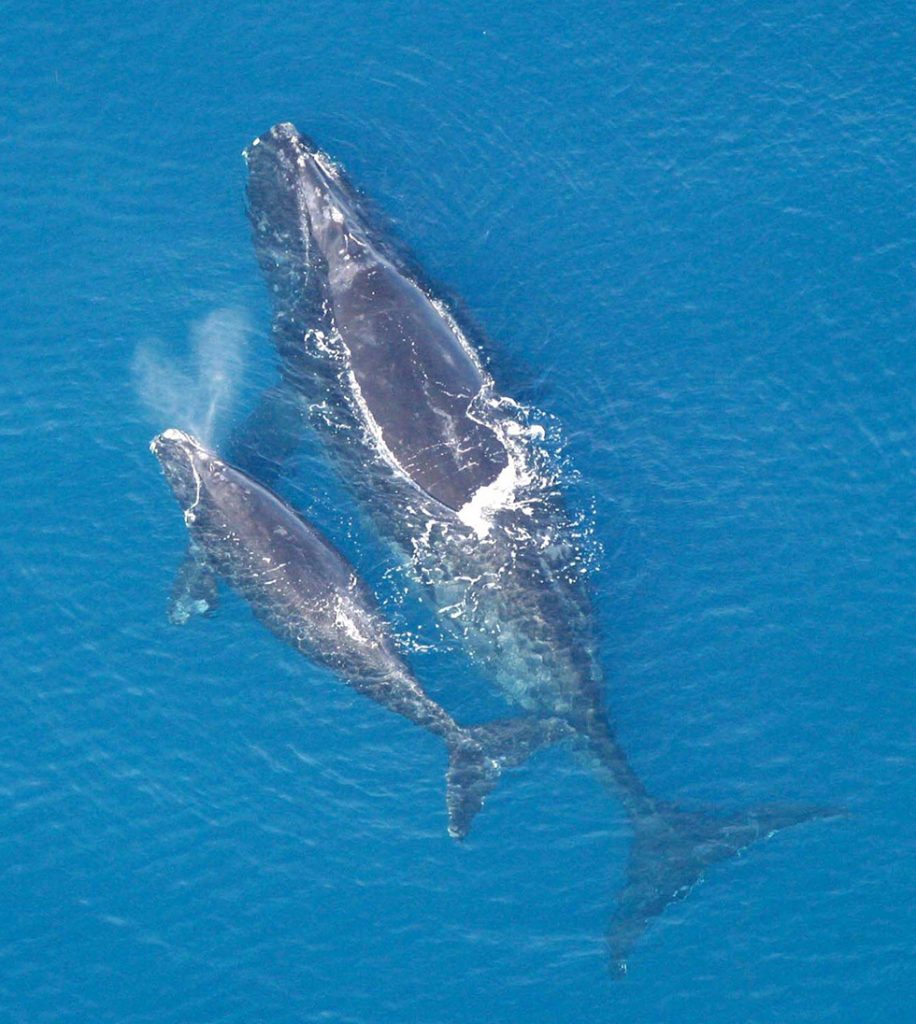 Southern Right Whale
