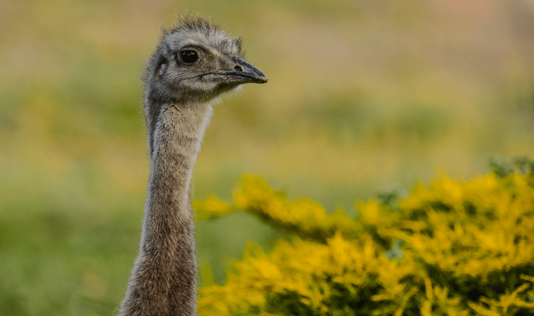 Biodiversity in Patagonia: A Natural Paradise to Discover 5 Biodiversity in Patagonia