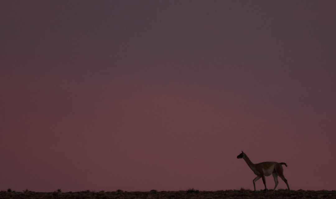 Biodiversity in Patagonia: A Natural Paradise to Discover 3 02 Guanacos Franco Bucci