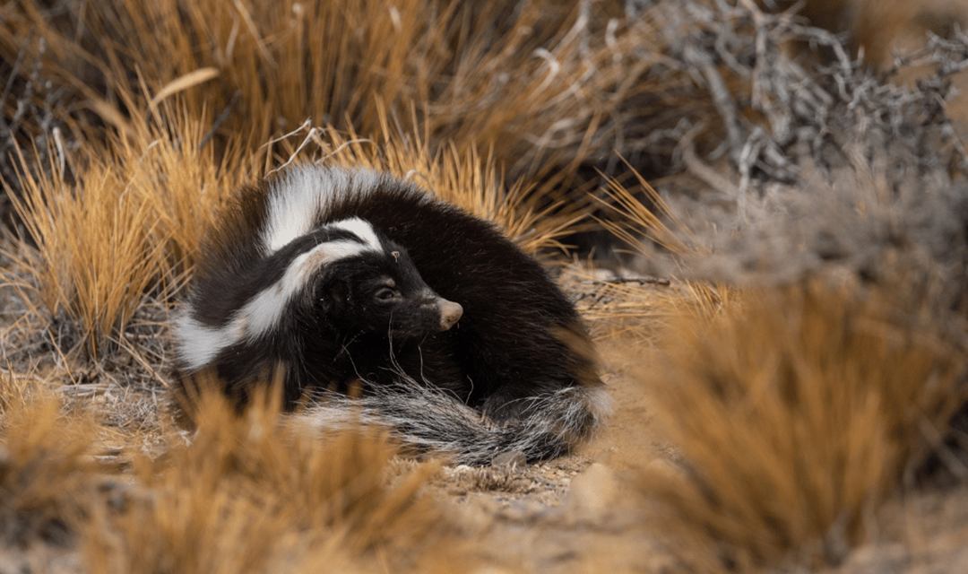 Biodiversity in Patagonia: A Natural Paradise to Discover 4 03 Franco Bucci Zorrino