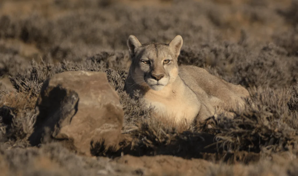 Biodiversity in Patagonia: A Natural Paradise to Discover 8 04 Puma en el Parque Patagonia©️ Franco Bucci Fundacion Rewilding Argentina 1