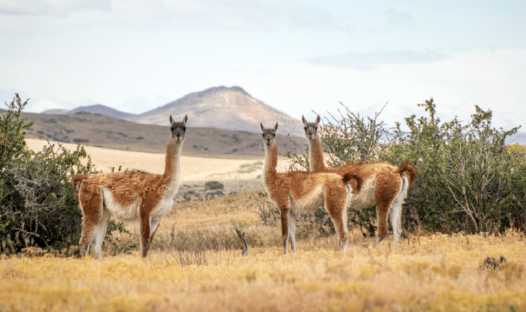 05 Melisa Quintero guanacos