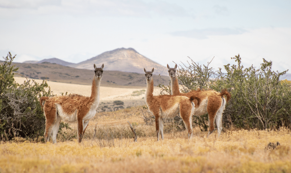 05 Melisa Quintero guanacos portalcan%CC%83adonpinturas parquepatagonia