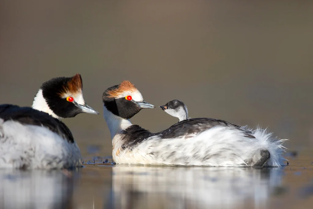 Biodiversity in Patagonia: A Natural Paradise to Discover 2 Biodiversity in Patagonia