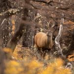Tecnología satelital para proteger al ciervo patagónico Huemul
