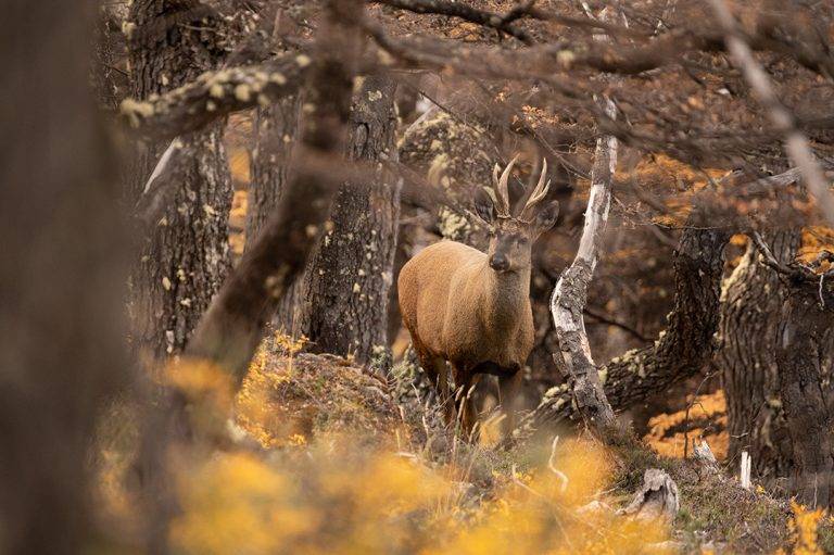 Proyectos para proteger al ciervo Huemul