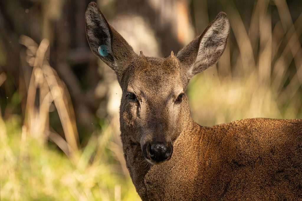 Huemul