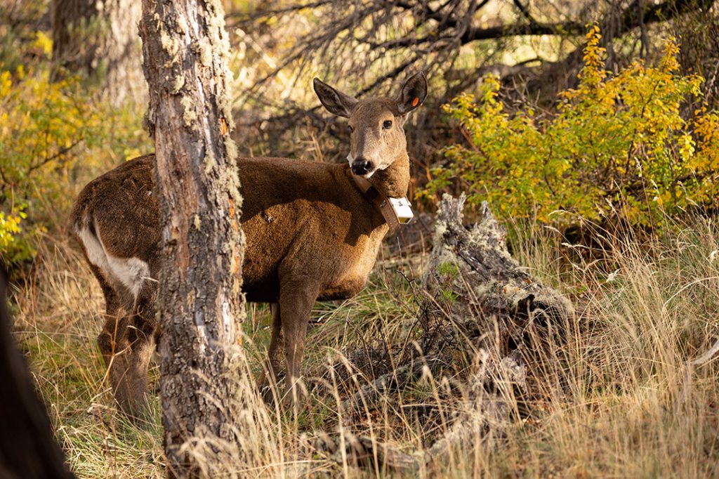 Tecnología satelital para proteger al  Huemul