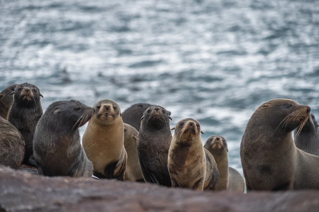 New Patagonia Azul Provincial Park Revolutionizes Conservation and Tourism in Chubut 7 Lobo de Dos Pelos en Patagonia Azul ph Maike Friedrich Rewilding Argentina