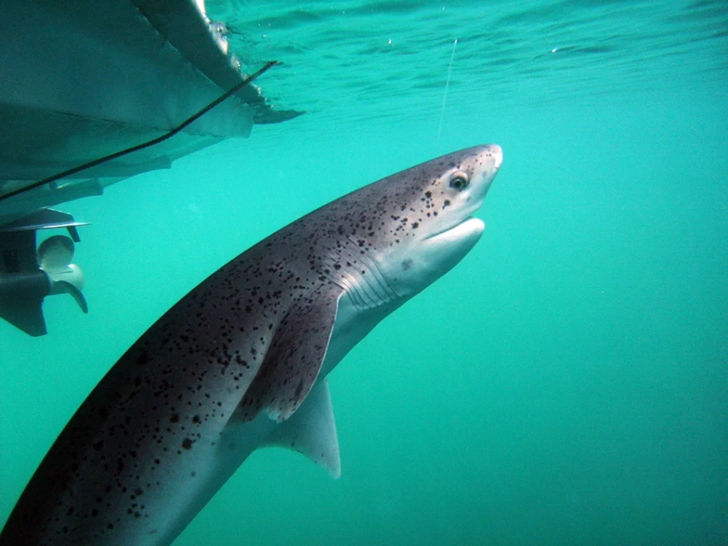 New Patagonia Azul Provincial Park Revolutionizes Conservation and Tourism in Chubut 6 Tiburon Gatopardo phAlejo Irigoyen