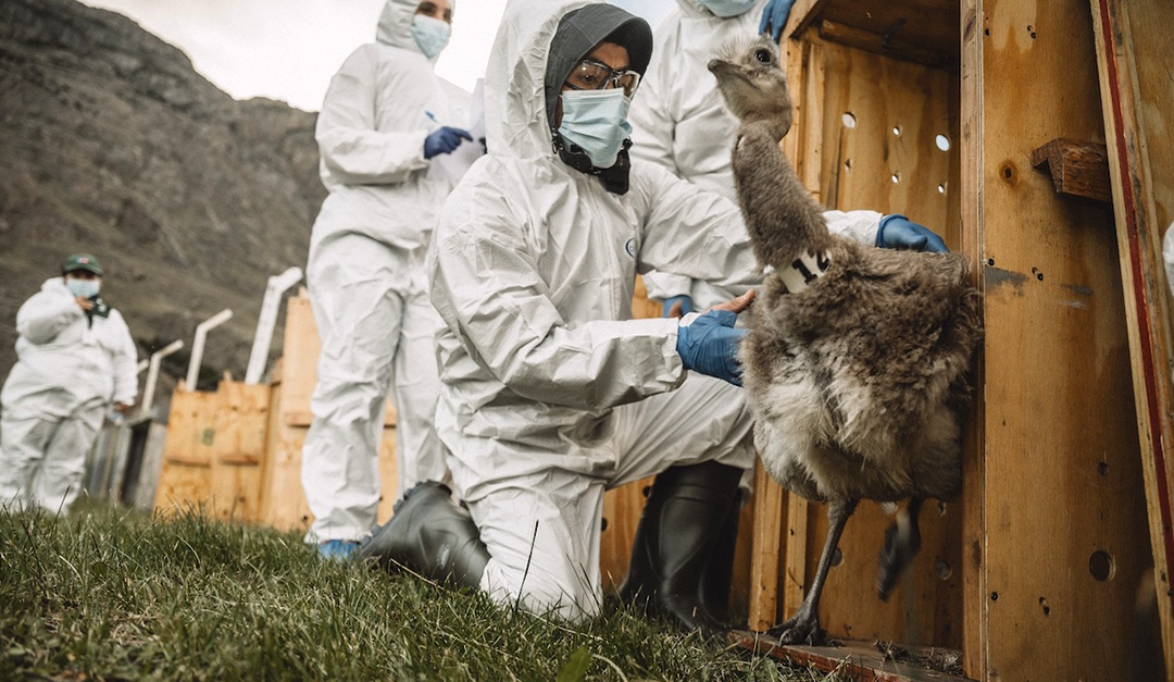 El regreso del Choique, un símbolo de Patagonia gracias a la colaboración binacional 1 choique 1