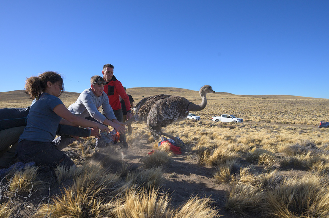 El regreso del Choique, un símbolo de Patagonia gracias a la colaboración binacional 3 El regreso del Choique