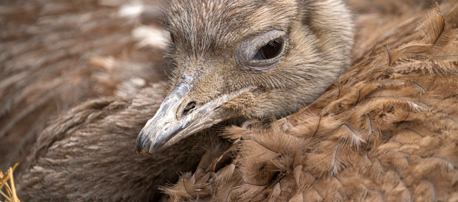 El regreso del Choique, un símbolo de Patagonia gracias a la colaboración binacional 2 choique 4
