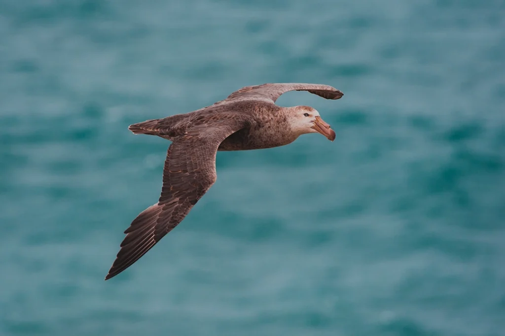 New Patagonia Azul Provincial Park Revolutionizes Conservation and Tourism in Chubut 1 petrelgigante