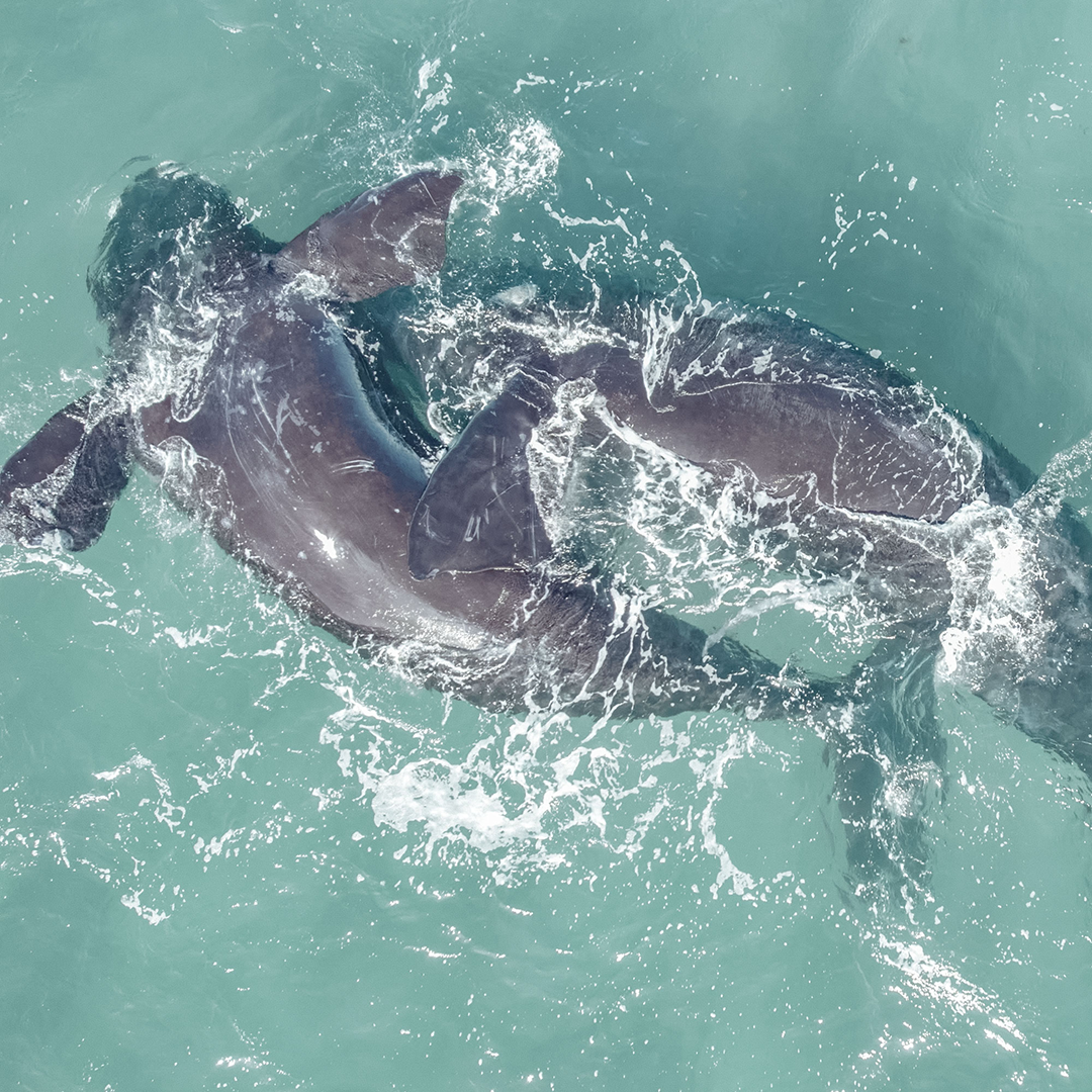 More Life in the Sea is a Call to Global Action from Patagonia 2 Ballenas Francas Australes