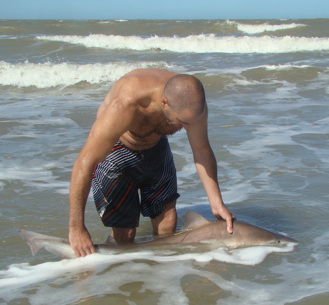 Devolucion Cazon en el marco del proyecto Conservar Tiburones en Argentina Pescador Leo Carbone