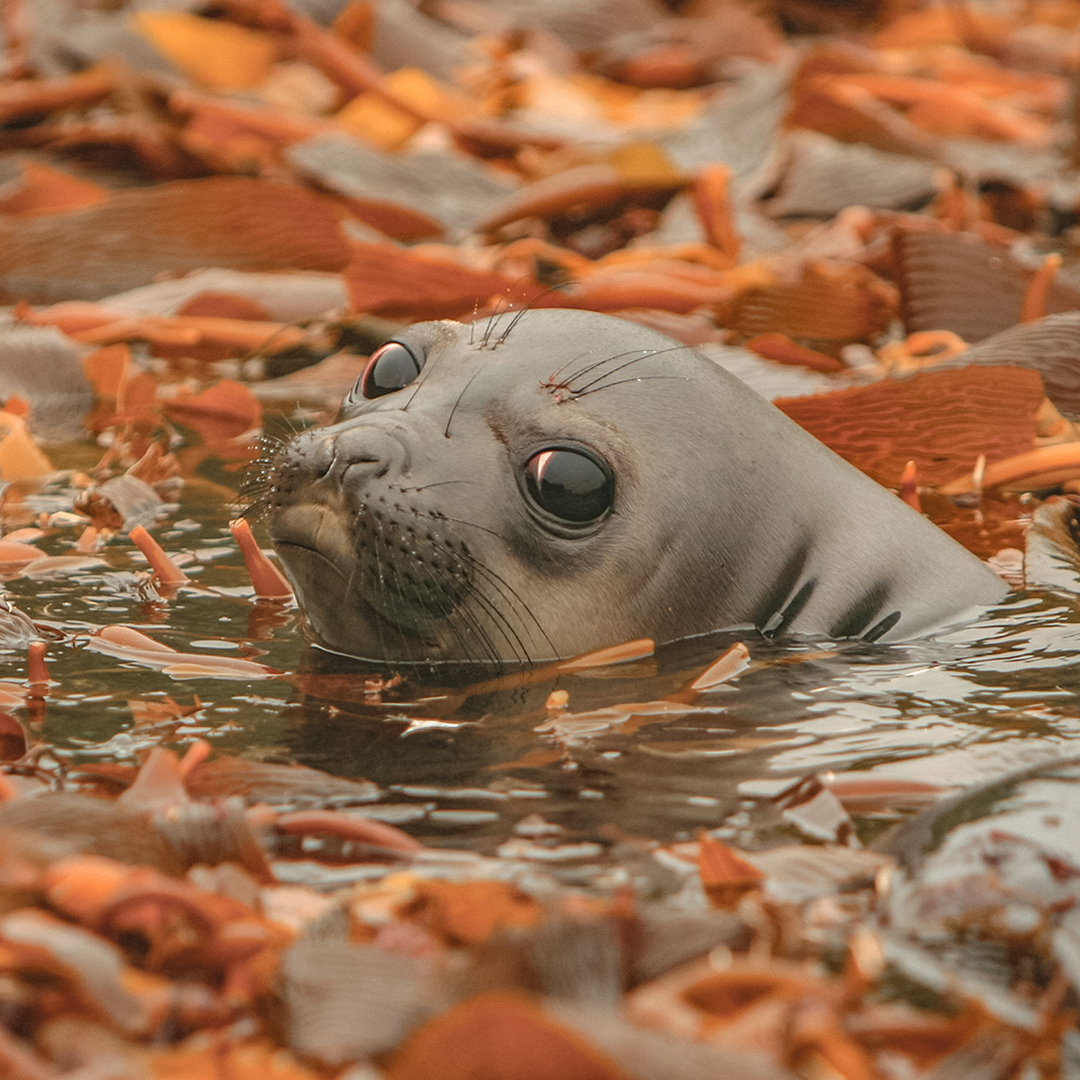 More Life in the Sea is a Call to Global Action from Patagonia 4 Efefante marino