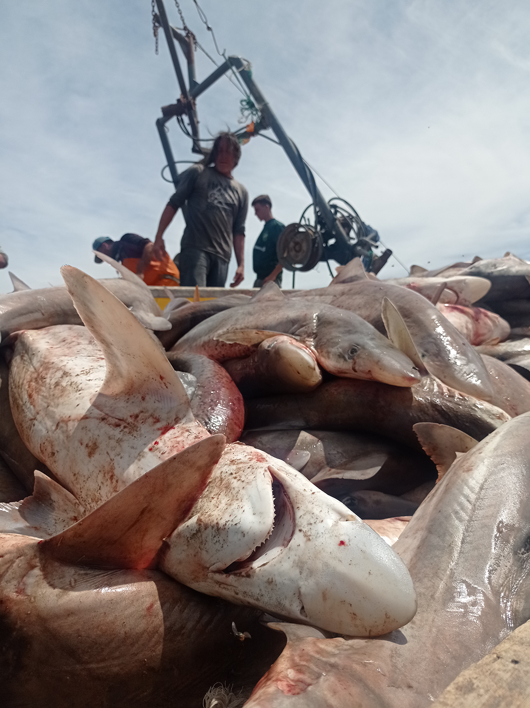 Pesqueria de cazon en Claromeco 2024 Credito WCS Argentina