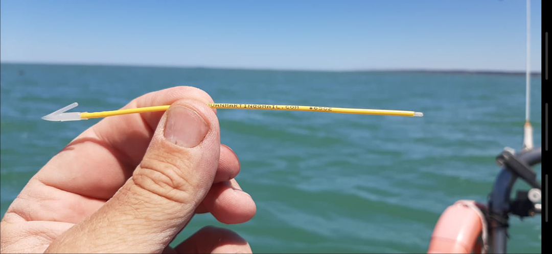 Proyecto Conservar Tiburones en Argentina Marca que se coloca en los tiburones