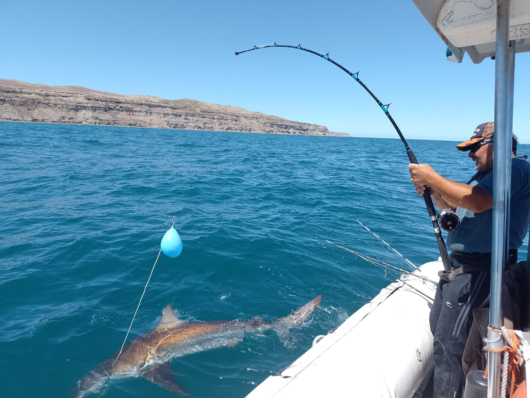 Proyecto Conservar Tiburones en Argentina Pesca con marcado y devolucion de tiburon Bacota en Bahia Creek Rio Negro Pescador Gabriel Gray