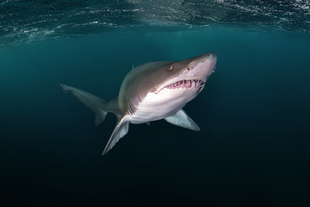 home_es 7 Identifican zonas para la Conservación de Tiburones y Rayas en el Atlántico Sur
