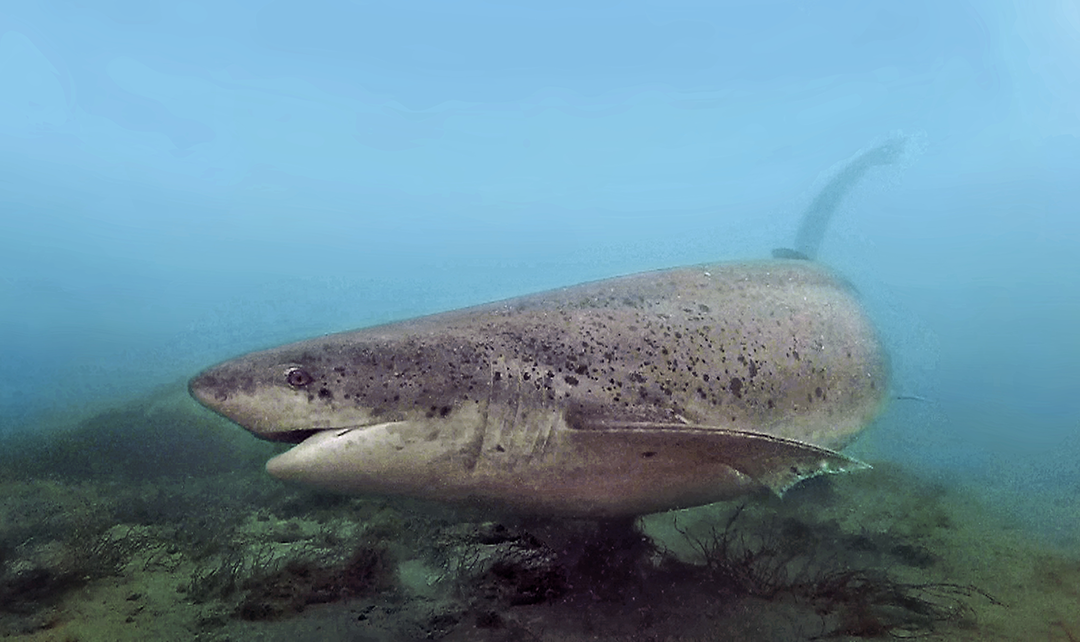 Conservación de la Tiburones y Rayas