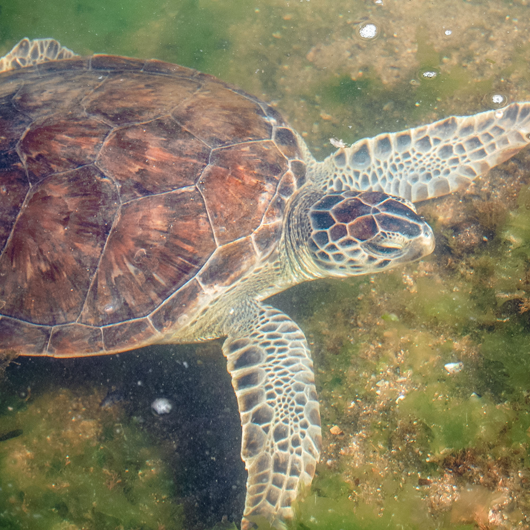 More Life in the Sea is a Call to Global Action from Patagonia 5 Tortuga Verde