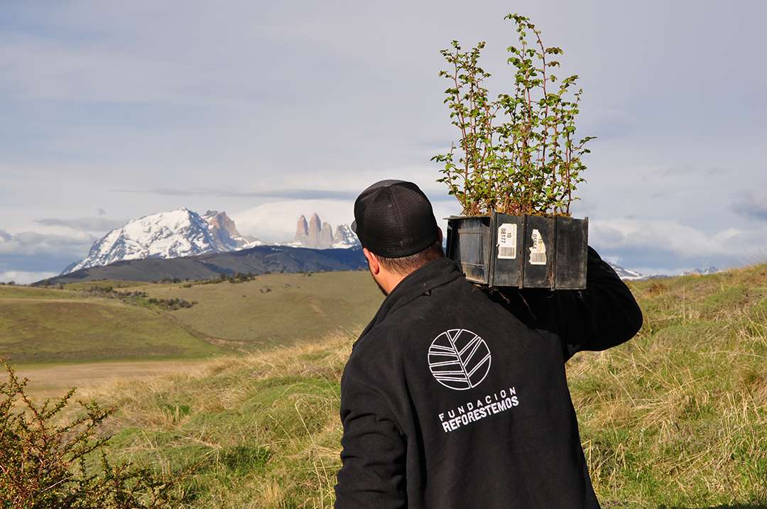home 3 Reforestemos: Sowing Hope into Native Forests in Patagonia and Beyond